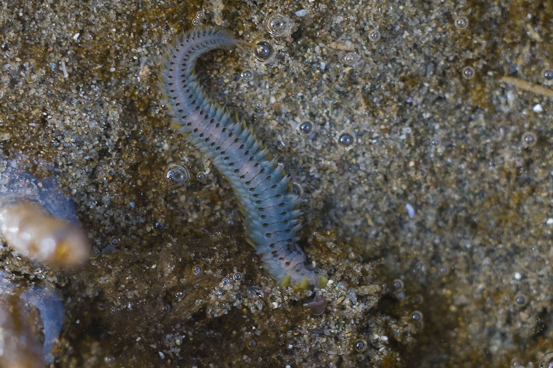 possible ragworm narrowed down to Nereis spp<br />
possibly nereis procera or nereis diversicolor Alitta virens,Geotagged,United States,Winter