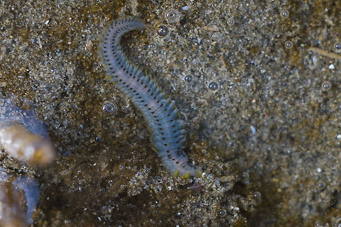 possible ragworm narrowed down to Nereis spp
possibly nereis procera or nereis diversicolor Alitta virens,Geotagged,United States,Winter