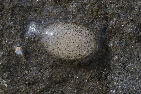 Melanochlamys diomedea eggs These eggs belong to a sea slug - I don't recall spotting any of the adults, but they must be pretty abundant considering the number of egg cases that I saw on the beach. They may have been buried in the sand - had I dug near the eggs I may have found one.

http://www.seaslugforum.net/find/meladiom Albatross Aglaja,Geotagged,Melanochlamys diomedea,United States,Winter