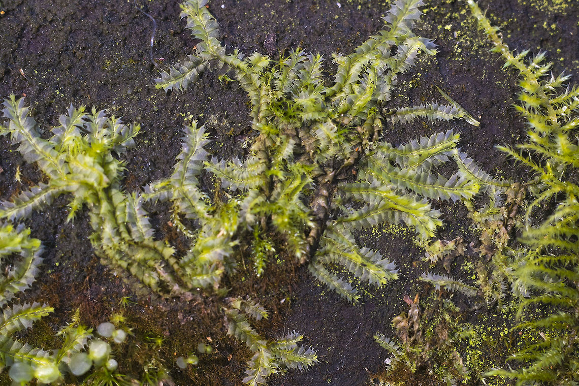Bifid Crestwort A leafy liverwort - these plants go waaaaaay back. Liverworts are considered to be amongst the first true plants and have been around for something like 400,000,000 years! They rather like the wet, so are quite common around here, often mixed in with mosses.<br />
<a href="http://www.naturespot.org.uk/species/bifid-crestwort" rel="nofollow">http://www.naturespot.org.uk/species/bifid-crestwort</a> Bifid Crestwort,Geotagged,Lophocolea bidentata,United States,Winter