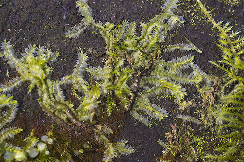 Bifid Crestwort A leafy liverwort - these plants go waaaaaay back. Liverworts are considered to be amongst the first true plants and have been around for something like 400,000,000 years! They rather like the wet, so are quite common around here, often mixed in with mosses.
http://www.naturespot.org.uk/species/bifid-crestwort Bifid Crestwort,Geotagged,Lophocolea bidentata,United States,Winter