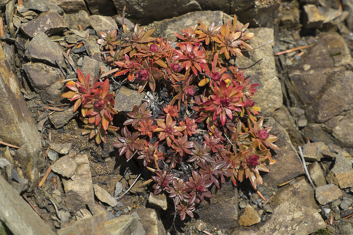 Smooth leaf douglasia - Dwarf primrose I need help with this one! I figured it would be simple to id - national park, kind of distinctive, but noooo I can't find anything quite like it. It looks a bit like rock spirea but has totally different flowers, it looks a bit like hen and chicks, but has a different growth pattern&hellip; The flowers that are budding on this plant out grow right from the center of the rosettes and are bright magenta.<br />
<br />
got it  - <a href="http://www.pnwflowers.com/flower/douglasia-laevigata" rel="nofollow">http://www.pnwflowers.com/flower/douglasia-laevigata</a> Androsace laevigata,Cliff dwarf-primrose,Geotagged,Hurricane Ridge,Olympic National Park,Smooth leaf douglasia,United States,Washington state,Winter,douglasia