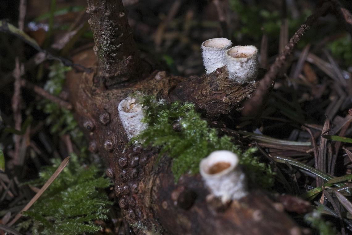 Nidula niveotomentosa <a href="http://www.mykoweb.com/CAF/species/Nidula_niveotomentosa.html" rel="nofollow">http://www.mykoweb.com/CAF/species/Nidula_niveotomentosa.html</a><br />
<br />
found a new bird&#039;s nest! Geotagged,Nidula niveotomentosa,United States,Winter