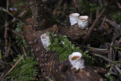Nidula niveotomentosa http://www.mykoweb.com/CAF/species/Nidula_niveotomentosa.html

found a new bird's nest! Geotagged,Nidula niveotomentosa,United States,Winter