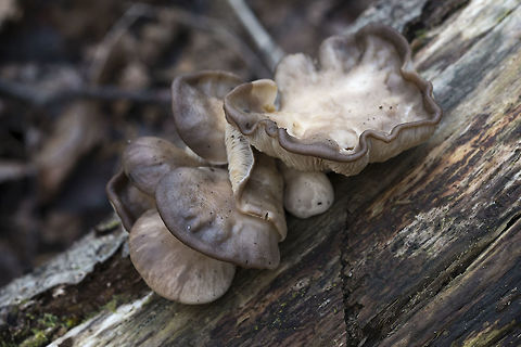 Oyster Mushrooms  Geotagged,Pleurotus populinus,United States,Winter