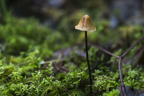 Marasmiellus sp. thread like stem indicative.. but probably too old to ID Geotagged,United States,Winter
