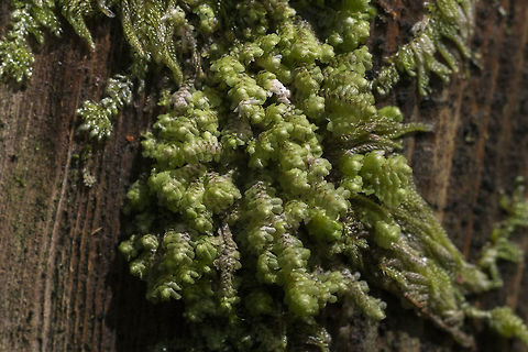 Yellow ladle liverwort http://www.centralcoastbiodiversity.org/yellow-ladle-liverwort-bull-scapania-bolanderi.html Geotagged,Scapania bolanderi,United States,Winter,Yellow-ladle liverwort