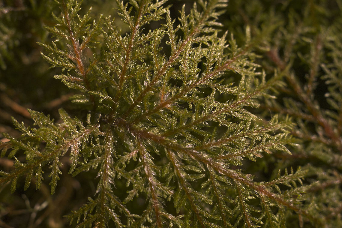 Glittering Wood Moss  Geotagged,Glittering Wood-moss,Hylocomium splendens,United States,Winter