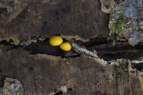 Jelly Spot or Coral Spot?  Geotagged,United States,Winter