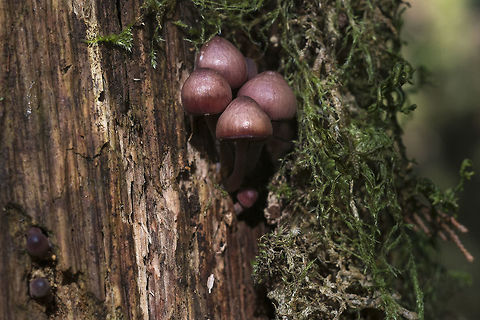 Bleeding Fairy Helmets  Bleeding fairy helmet,Geotagged,Mycena haematopus,United States,Winter