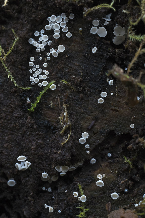 Lachnum virgineum turns out it&#039;s the same fungi, different substrate Geotagged,Lachnum virgineum,United States,White disco,Winter