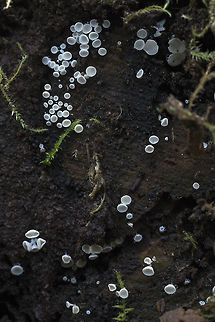 Lachnum virgineum turns out it's the same fungi, different substrate Geotagged,Lachnum virgineum,United States,White disco,Winter