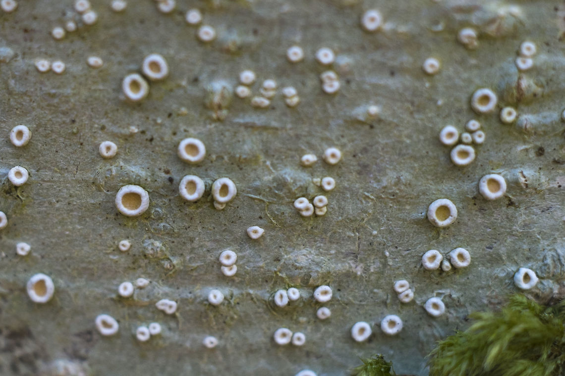 Crab's Eye Lichen <a href="http://eol.org/pages/2860786/overview" rel="nofollow">http://eol.org/pages/2860786/overview</a> Crabseye Lichen,Geotagged,Ochrolechia laevigata,United States,Winter