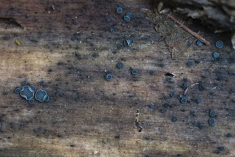 Common Grey Disco Fungus http://eol.org/pages/2861110/overview Geotagged,Grey Disco,Mollisia cinerea,United States,Winter