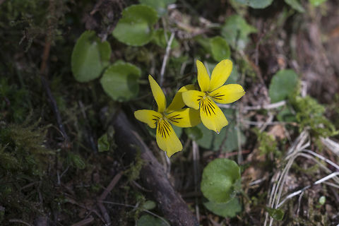 Stream Violets  Geotagged,Stereum sanguinolentum,Stream Violet,United States,Viola glabella,Winter