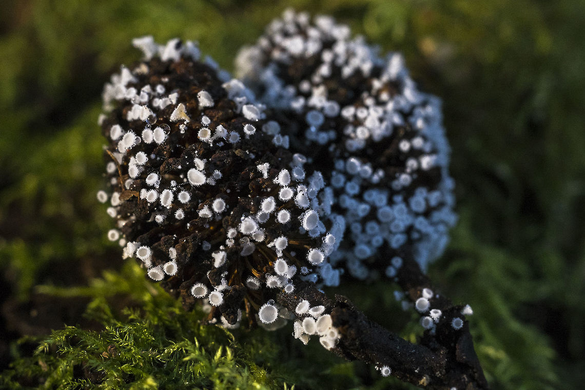 Lachnum virgineum aka Dasyscyphus virgineus Geotagged,Lachnum virgineum,United States,White Disco,Winter