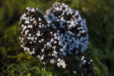 Lachnum virgineum aka Dasyscyphus virgineus Geotagged,Lachnum virgineum,United States,White Disco,Winter