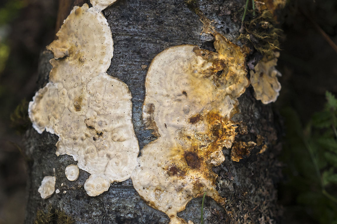 Stereum sanguinolentum  Geotagged,Stereum sanguinolentum,United States,Winter