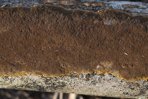 Phellinus ferruginosus