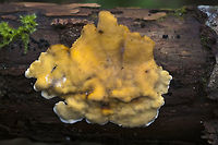 Stereum complicatum aka stereum rameale Geotagged,Stereum rameale,United States,Winter