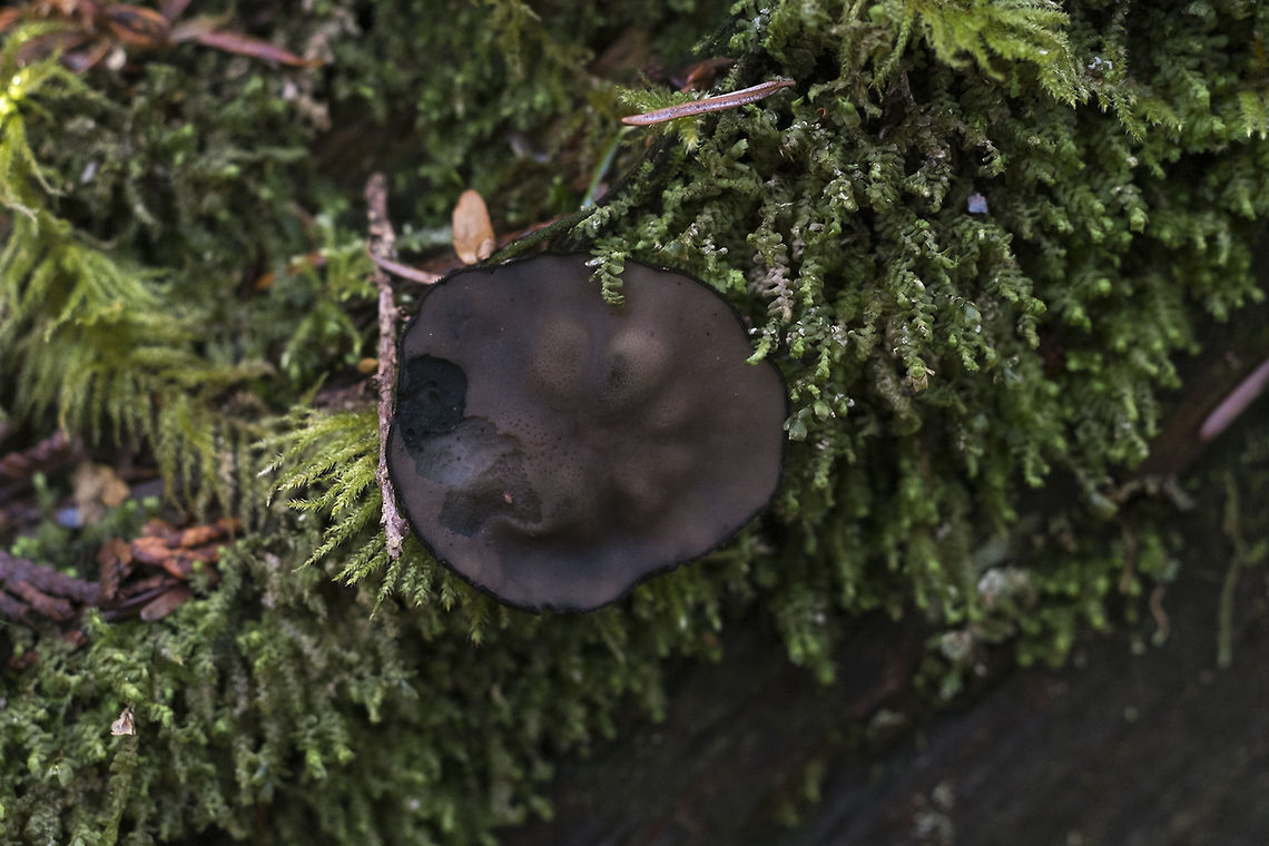 Ebony Cup  Geotagged,Pseudoplectania nigrella,United States,Winter