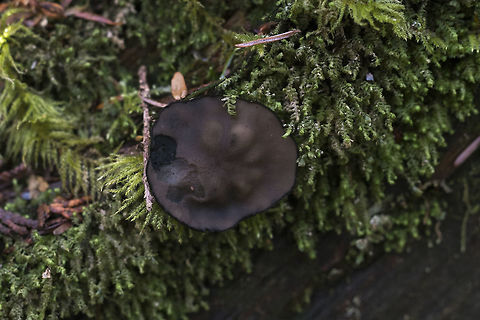Ebony Cup  Geotagged,Pseudoplectania nigrella,United States,Winter