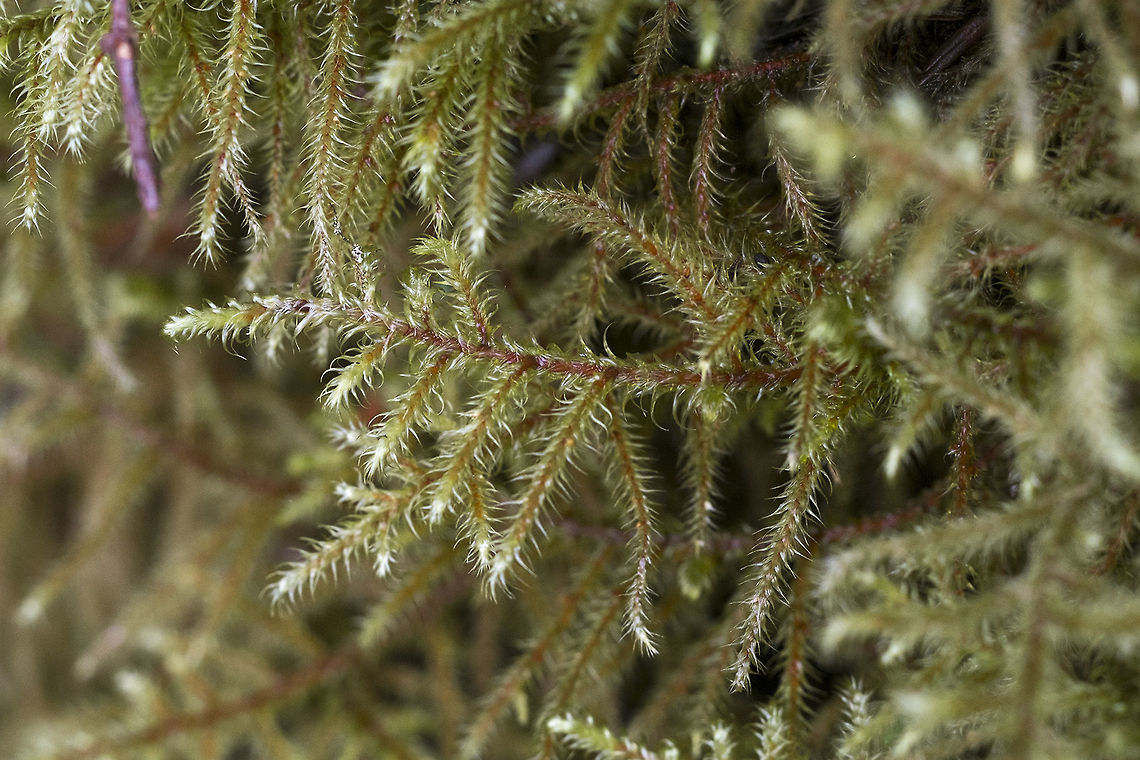 Lanky Moss <a href="http://blogs.ubc.ca/biology321/?page_id=526" rel="nofollow">http://blogs.ubc.ca/biology321/?page_id=526</a> Geotagged,Lanky Moss,Rhytidiadelphus loreus,United States,Winter