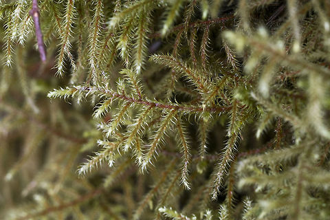 Lanky Moss http://blogs.ubc.ca/biology321/?page_id=526 Geotagged,Lanky Moss,Rhytidiadelphus loreus,United States,Winter