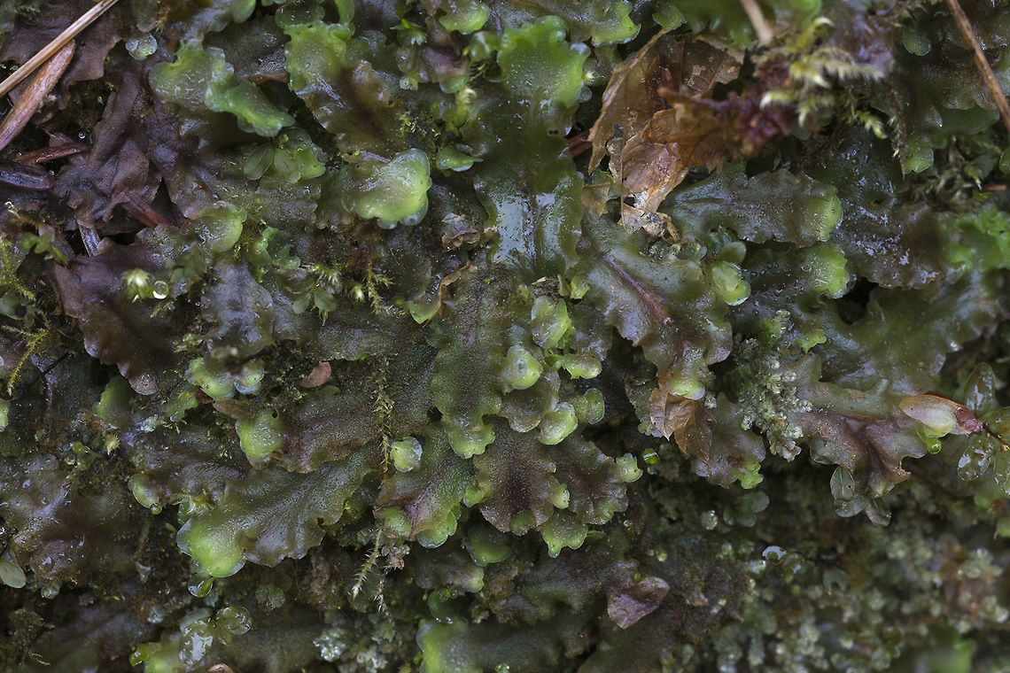 Pellia neesiana <a href="http://blogs.ubc.ca/biology321/?page_id=3310" rel="nofollow">http://blogs.ubc.ca/biology321/?page_id=3310</a> Geotagged,Pellia neesiana,Ring Pellia,United States,Winter