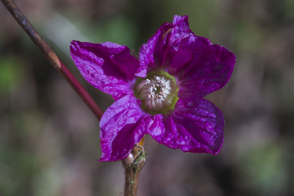 Salmonberry blossom  Geotagged,Rubus spectabilis,Salmonberry,United States,Winter