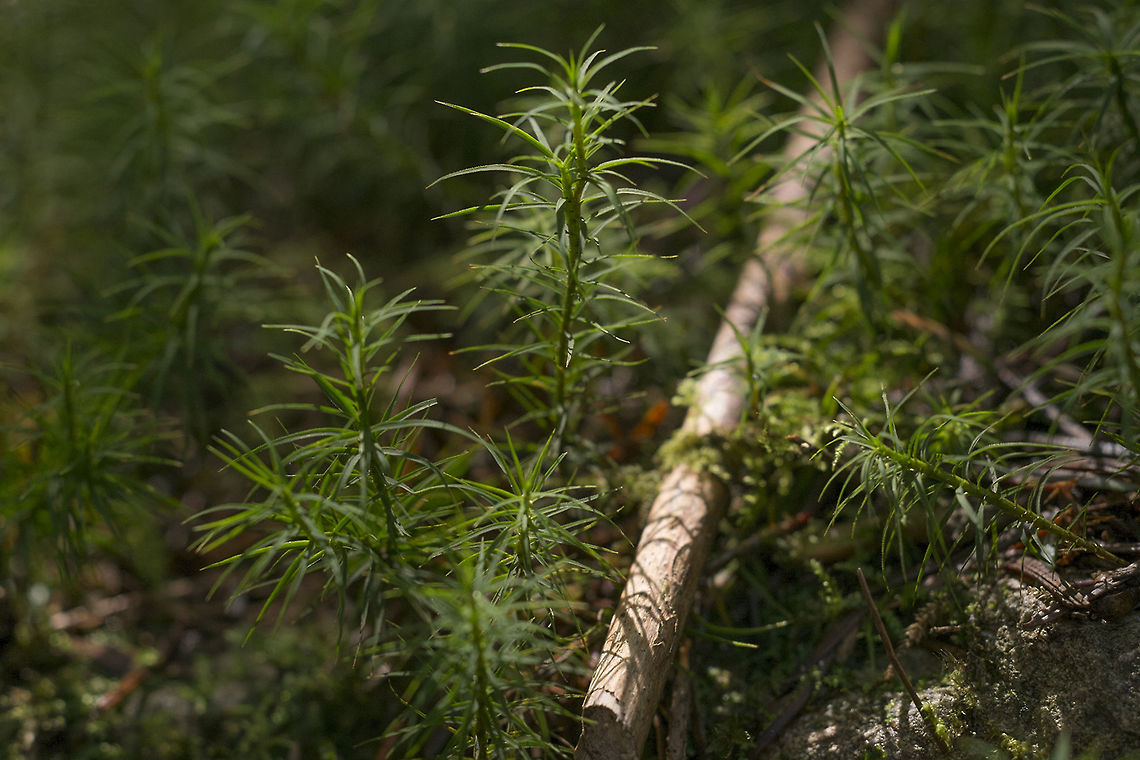 Polytrichastrum formosum <a href="http://blogs.ubc.ca/biology321/?page_id=1648" rel="nofollow">http://blogs.ubc.ca/biology321/?page_id=1648</a> Geotagged,Polytrichastrum formosum,Polytrichum formosum,United States,Winter