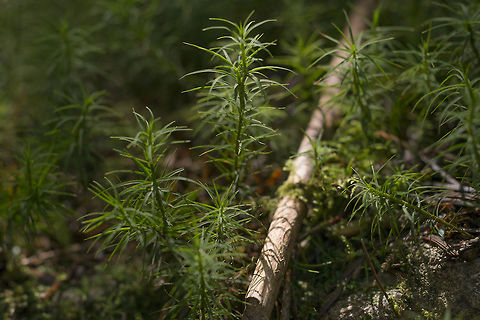 Polytrichastrum formosum http://blogs.ubc.ca/biology321/?page_id=1648 Geotagged,Polytrichastrum formosum,Polytrichum formosum,United States,Winter