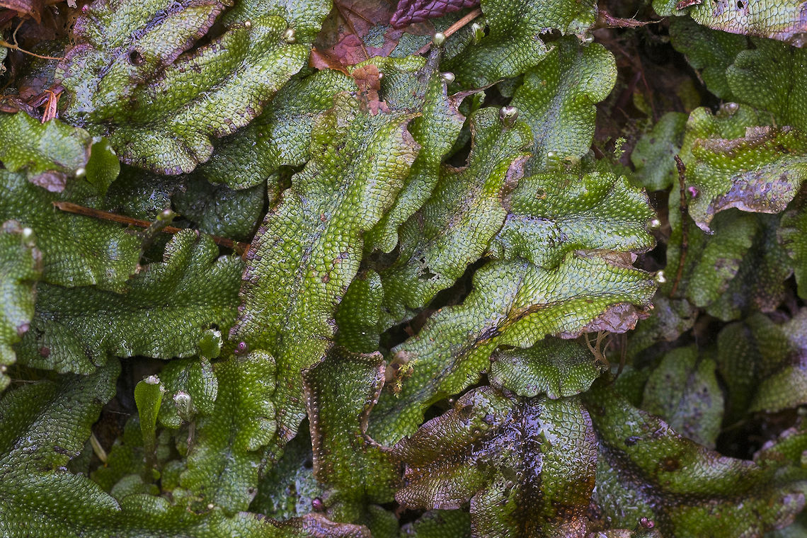 Snake Liverwort These little plants have been around a mind bogglingly long time.. The came into existence in the Devonian era - that&#039;s around the same time there were trilobites swimming around! Conocephalum conicum,Geotagged,United States,Winter