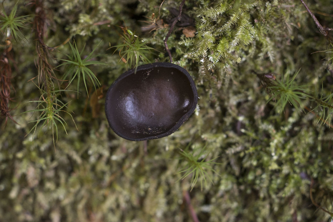 Brown Cup Mushroom  Geotagged,Pseudoplectania nigrella,United States,Winter