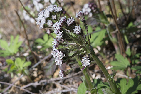 Arctic sweet coltsfoot