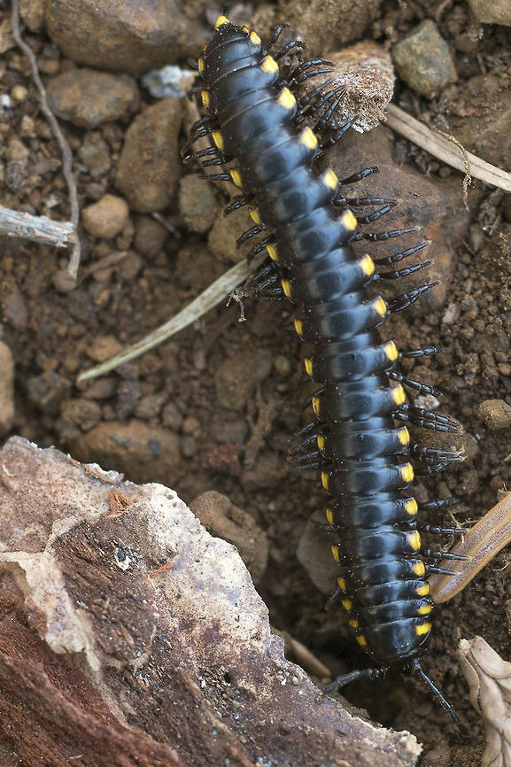 Night Train Millipede Aka cyanide millipede, aka clown millipede. This little guy really does use hydrogen cyanide to defend himself, but it&#039;s not enough to harm a human. (though washing your hands after handling one is probably a good idea). It does however save him from most predators, except for a certain beetle, promecognathus laevissimus, which has made a speciality of eating them. Geotagged,Harpaphe haydeniana,United States,Winter