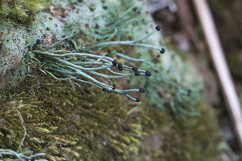 Devil's Matchstick This is fortunately one of the more distinctive species of lichens, so can be identified without a microscope. I love the colorful common name, though the match sticks that I'm accustomed to were almost always red :) Geotagged,Pilophorus acicularis,United States,Winter