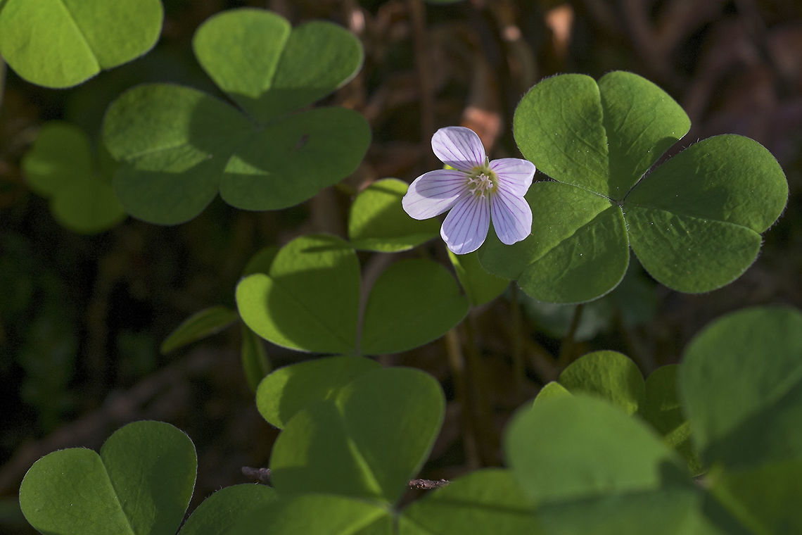Oxalis These lovely little plants are native, but they have also become a fast favorite with shade gardeners (in fact I have some planted along the side of my own house) and are often sold around St. Patrick&#039;s day as &quot;Shamrock&quot; house plant. Oxalis is edible, with a slightly sour taste, but don&#039;t eat too much, the oxalic acid in them can be toxic in very large doses (same as in rhubarb leaves). The leaves are rather sensitive to the sun and will fold up into little pyramids if they get too hot. Geotagged,Oxalis oregana,United States,Winter