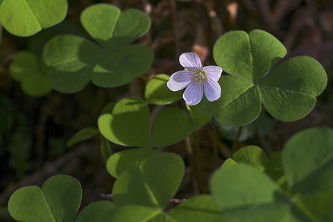 Oxalis These lovely little plants are native, but they have also become a fast favorite with shade gardeners (in fact I have some planted along the side of my own house) and are often sold around St. Patrick's day as "Shamrock" house plant. Oxalis is edible, with a slightly sour taste, but don't eat too much, the oxalic acid in them can be toxic in very large doses (same as in rhubarb leaves). The leaves are rather sensitive to the sun and will fold up into little pyramids if they get too hot. Geotagged,Oxalis oregana,United States,Winter