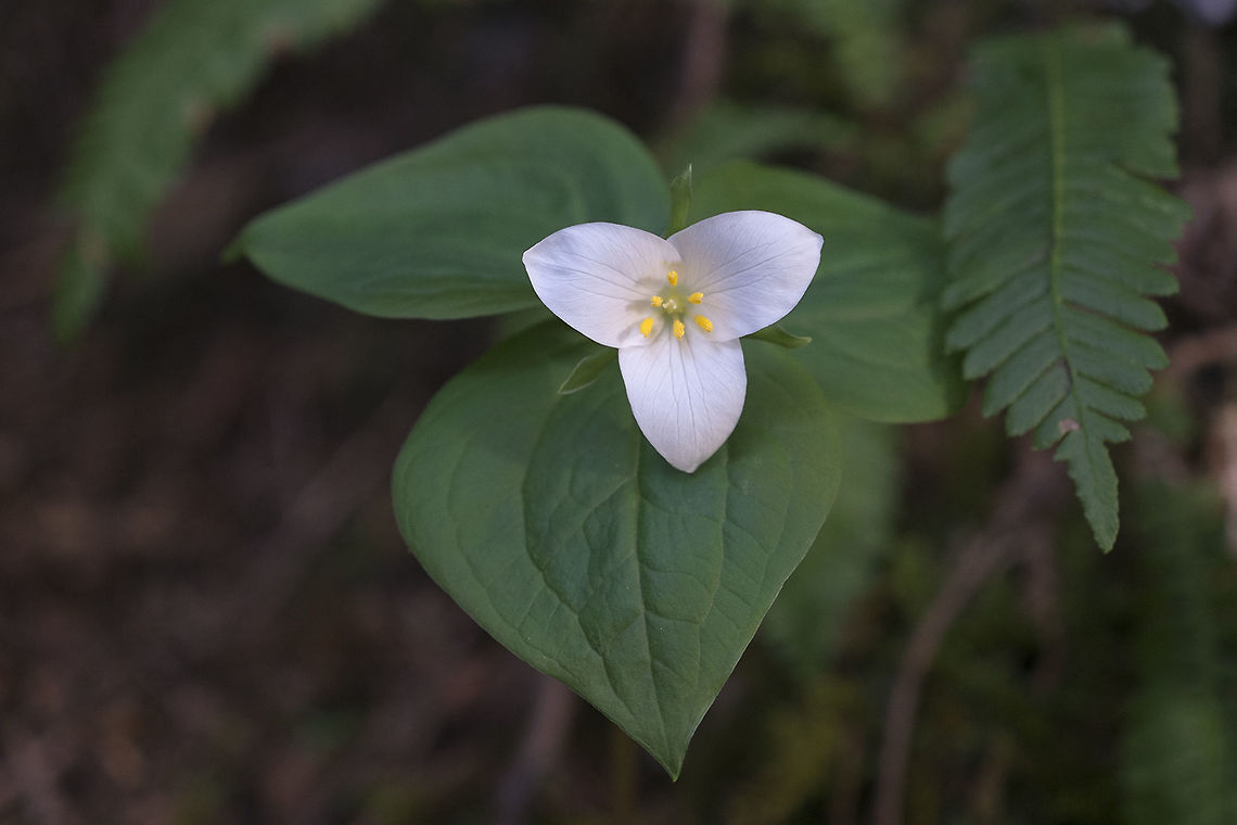 Pacific Trillium The trilliums were just opened and flawless :) Geotagged,Trillium ovatum,United States,Winter
