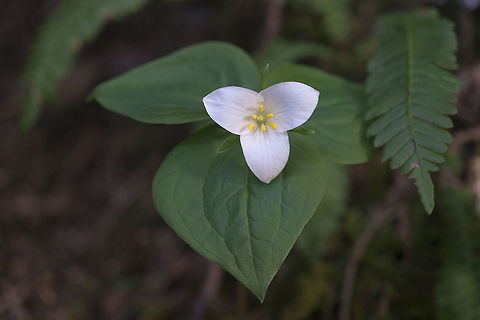 Pacific Trillium The trilliums were just opened and flawless :) Geotagged,Trillium ovatum,United States,Winter