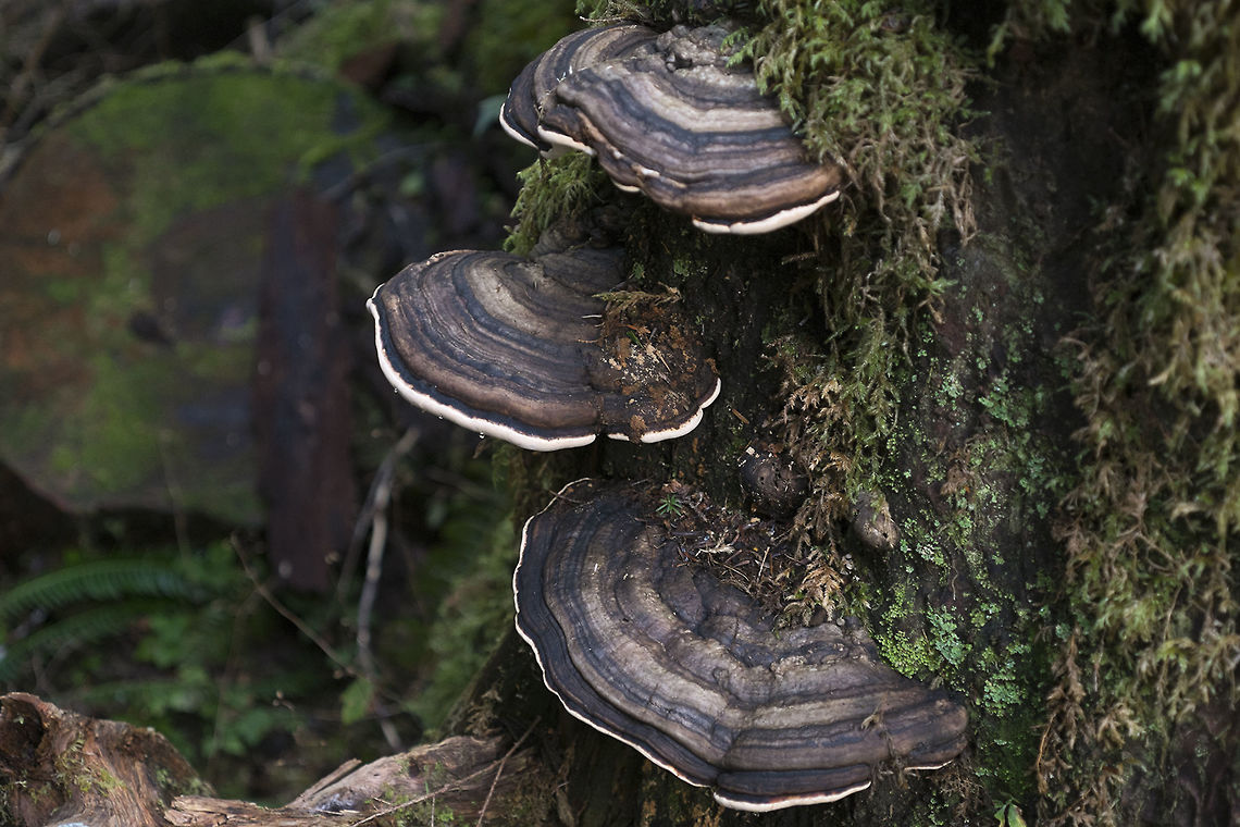 Shelf bracket fungus very common in PNW forests Geotagged,Heterobasidion annosum,United States,Winter