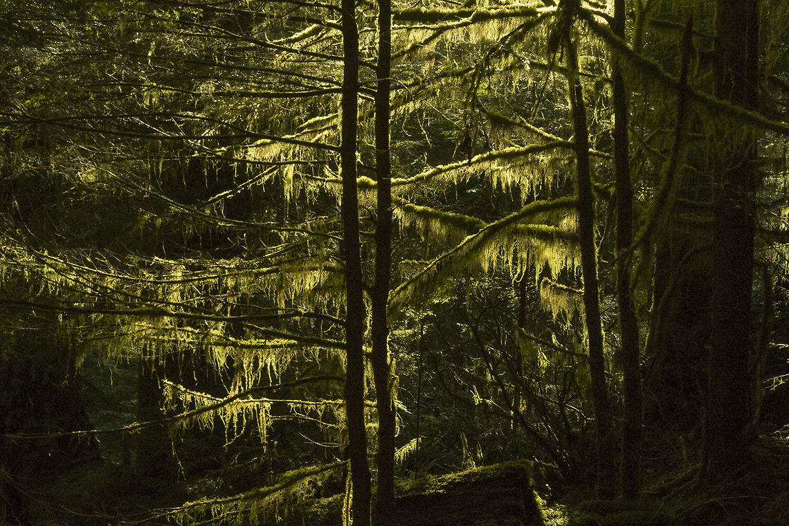 Tree Moss Colonel Bob Wilderness Welcome to the temperate rainforest - moss, moss everywhere moss. This is probably Isothecium stoloniferum, but at this distance it's really not possible to know for sure. It also appears that, as is not unusual for mosses, that there is little information and some debate over the number and names of species too... Geotagged,United States,Winter