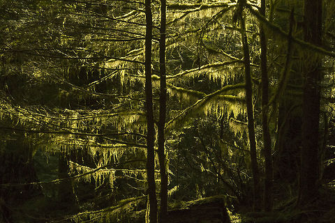 Tree Moss Colonel Bob Wilderness Welcome to the temperate rainforest - moss, moss everywhere moss. This is probably Isothecium stoloniferum, but at this distance it's really not possible to know for sure. It also appears that, as is not unusual for mosses, that there is little information and some debate over the number and names of species too... Geotagged,United States,Winter