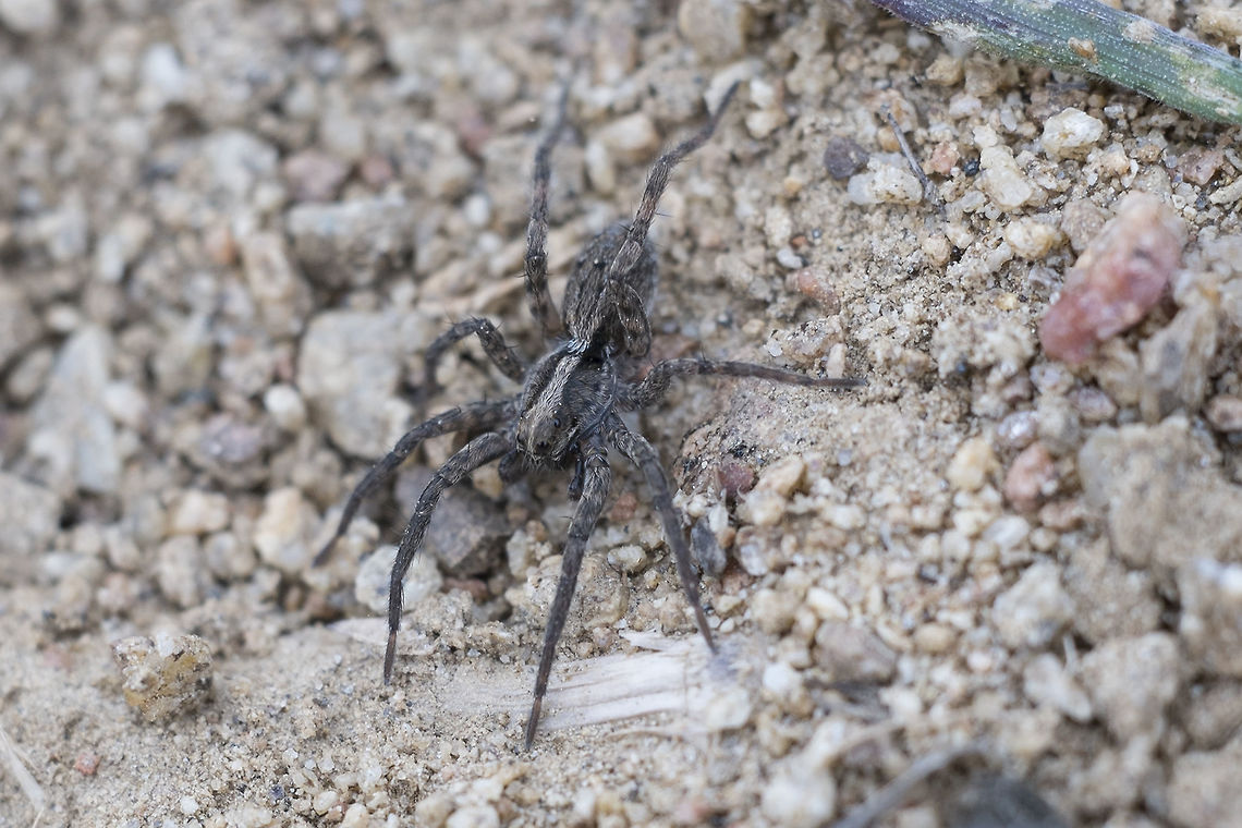 Wolf Spider - probably immature or female I'm pretty sure this is a wolf spider, but there are quite a few different species, so it may be some time before I can positively ID her. - Update - I'm pretty sure this is an alopecosa kochi. It could be a female, but for a wolf spider it was still quite small, and this early in the year I'd guess it's still immature.<br />
<br />
<a href="http://bugguide.net/node/view/259081" rel="nofollow">http://bugguide.net/node/view/259081</a> Alopecosa kochi,Geotagged,Spring,United States