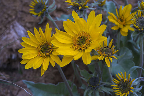 Arrowleaf Balsamroot Common desert and subalpine wildflowers in the drier places in Washington Arrowleaf Balsamroot,Balsamorhiza sagittata,Geotagged,Spring,United States