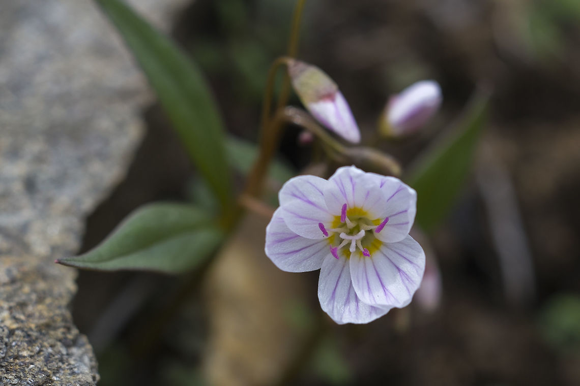 Lanceleaf Spring Beauty  Claytonia lanceolata,Geotagged,Spring,United States