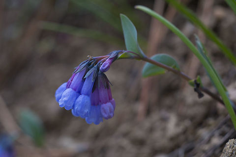 Trumpet Bluebells  Geotagged,Mertensia longiflora,Spring,United States