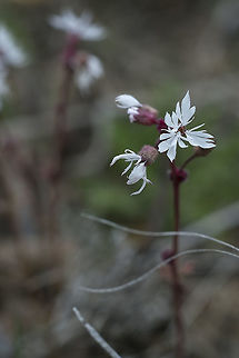 Prairie Star  Geotagged,Lithophragma glabrum,Lithophragma parviflorum,Spring,United States