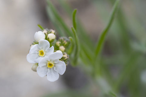 White Forget-me-not  Cryptantha spiculifera,Geotagged,Snake River Cat's-eye,Spring,United States